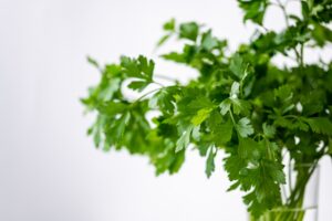 cilantro