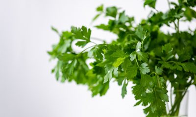 cilantro